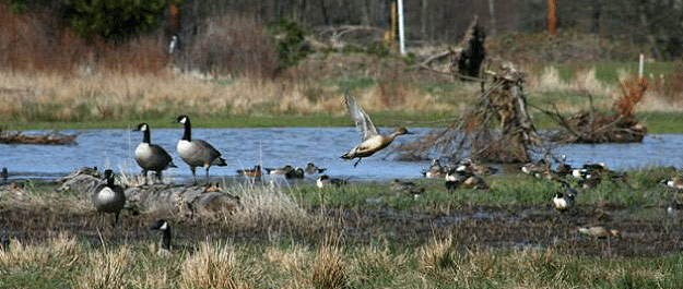 Wetlands Mitigation Package | Bellingham | Whatcom | Skagit | BAI ...